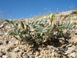 genus Astragalus. Цветущее растение. Южный Казахстан, Сырдарьинский Каратау, Юго-Восточный Каратау, горы Улькен Актау, долина р. Тамды, южн. склон мелкозёмных отложений. 25 апреля 2017 г.