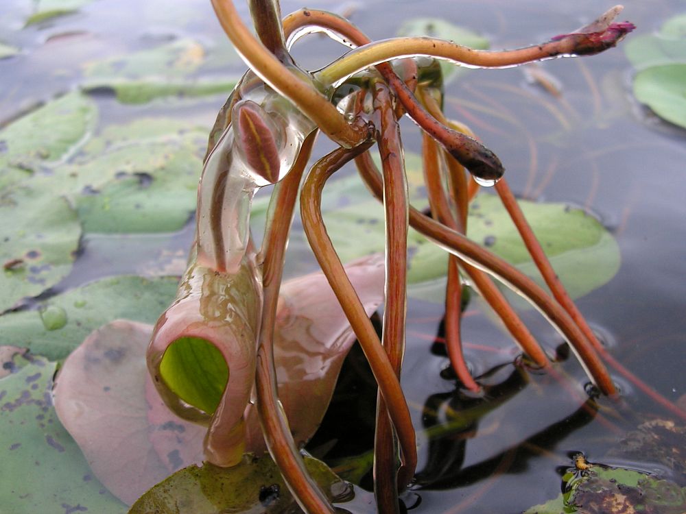 Image of Brasenia schreberi specimen.