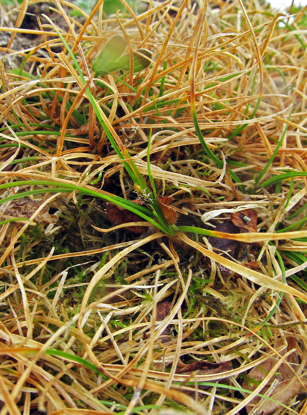 Изображение особи Carex anthoxanthea.