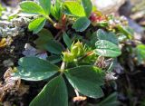 Sibbaldia procumbens