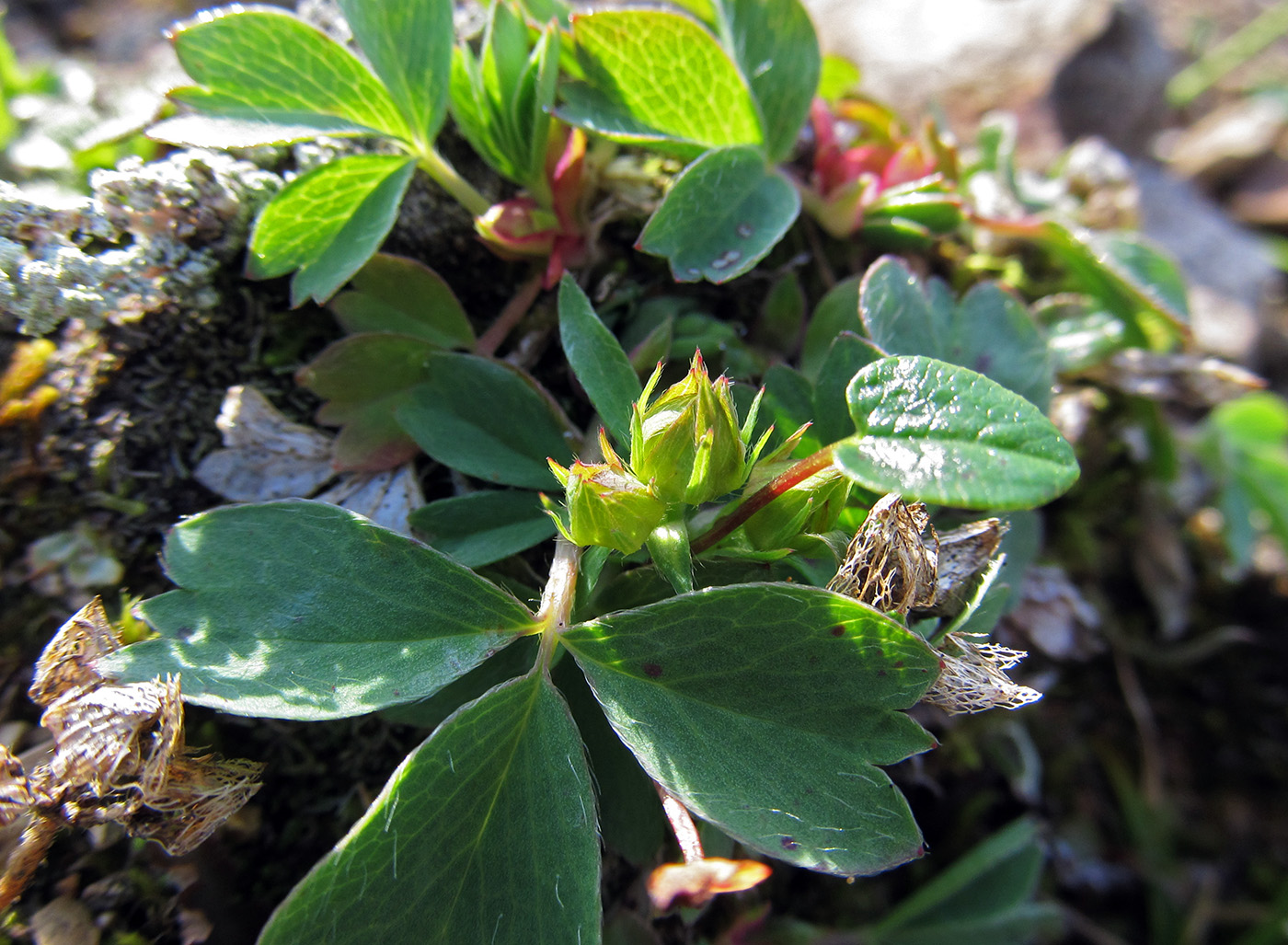Image of Sibbaldia procumbens specimen.