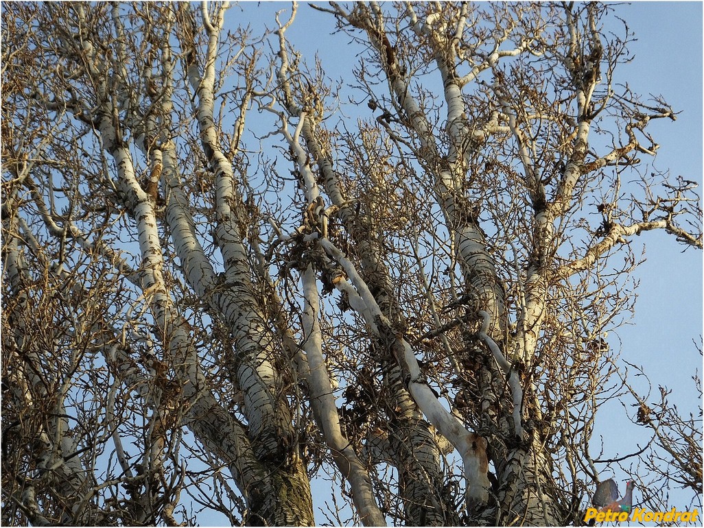 Image of Populus alba specimen.