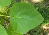 Paulownia tomentosa