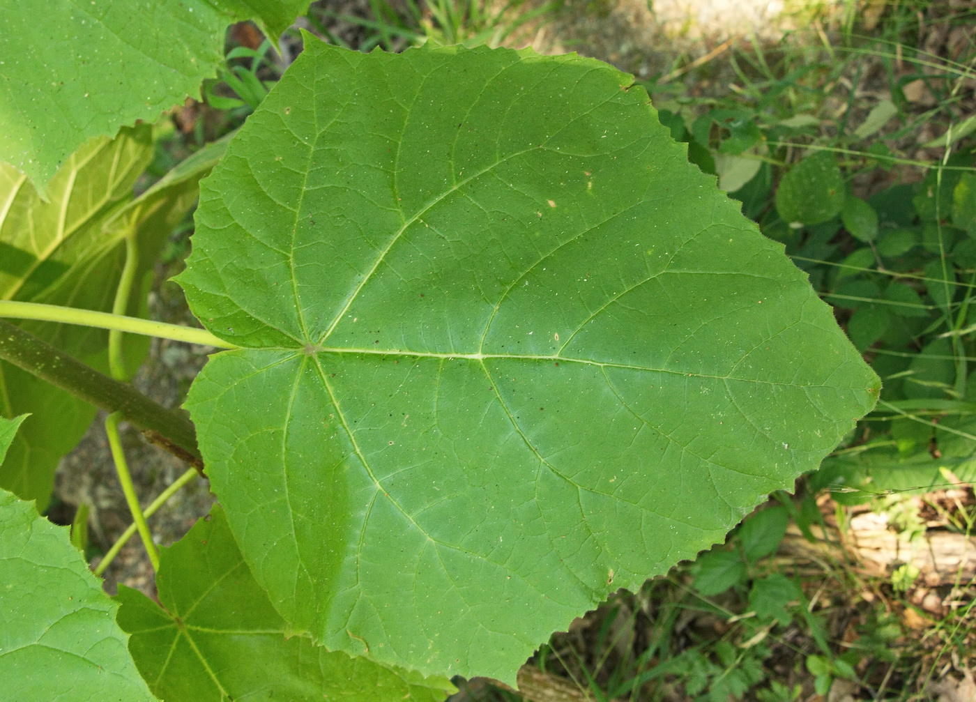 Image of Paulownia tomentosa specimen.