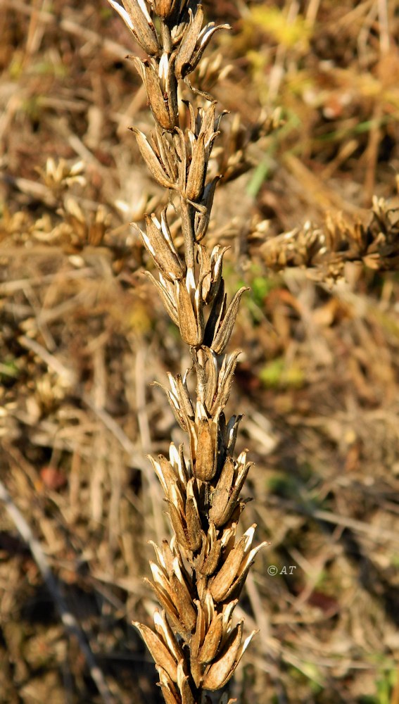 Image of genus Oenothera specimen.