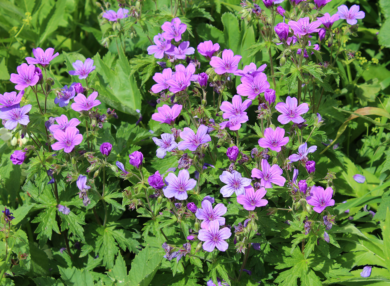 Изображение особи Geranium sylvaticum.