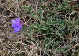 Vicia macrantha. Побег с соцветием. Монголия, аймак Уверхангай, долина р. Орхон, ≈ 1500 м н.у.м., сухой склон. 03.06.2017.