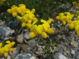 Image of taxon representative. Author is Виктория Чадаева