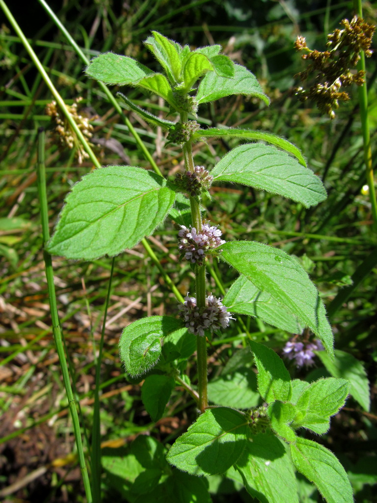 Изображение особи Mentha arvensis.