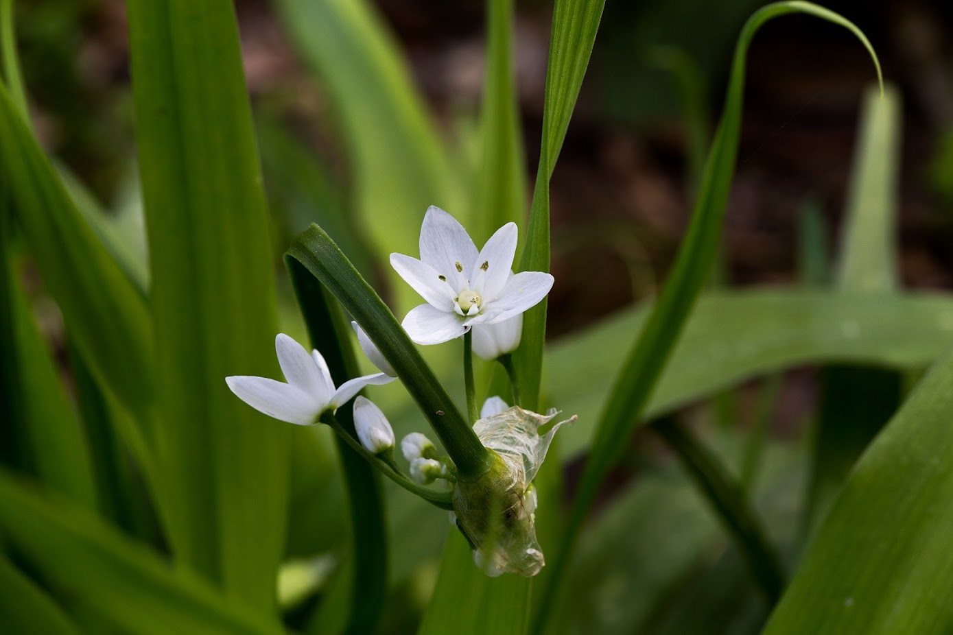 Изображение особи Allium neapolitanum.