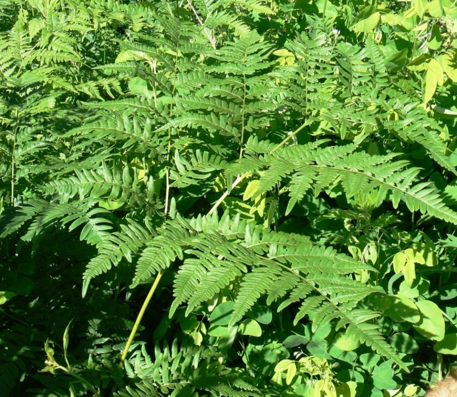 Image of Pteridium latiusculum specimen.