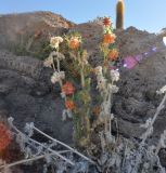 род Caiophora. Цветущее растение. Боливия, солар Уюни, остров Пескадо. 17 марта 2014 г.