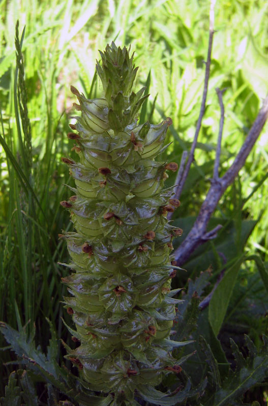 Image of Pedicularis olgae specimen.