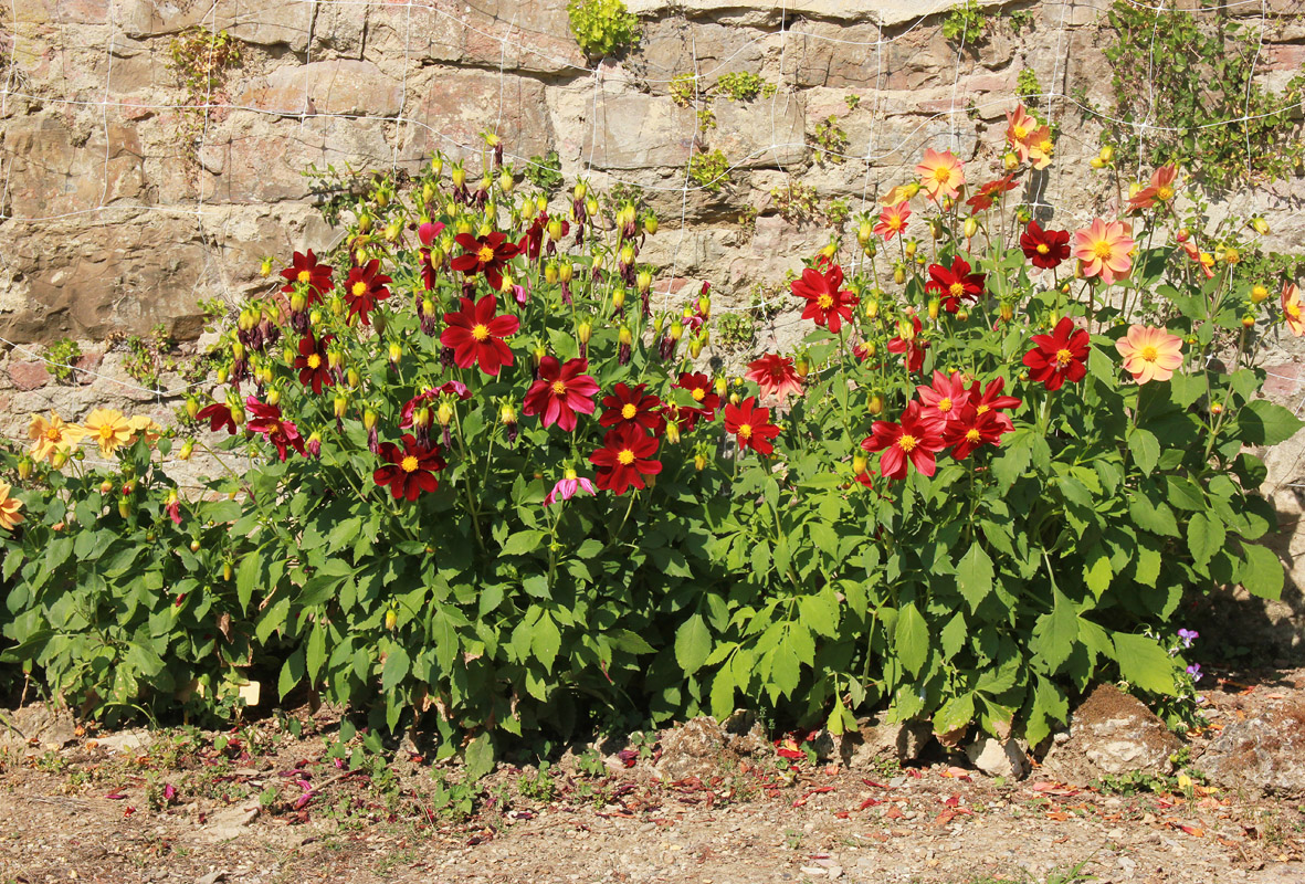 Изображение особи Dahlia pinnata.