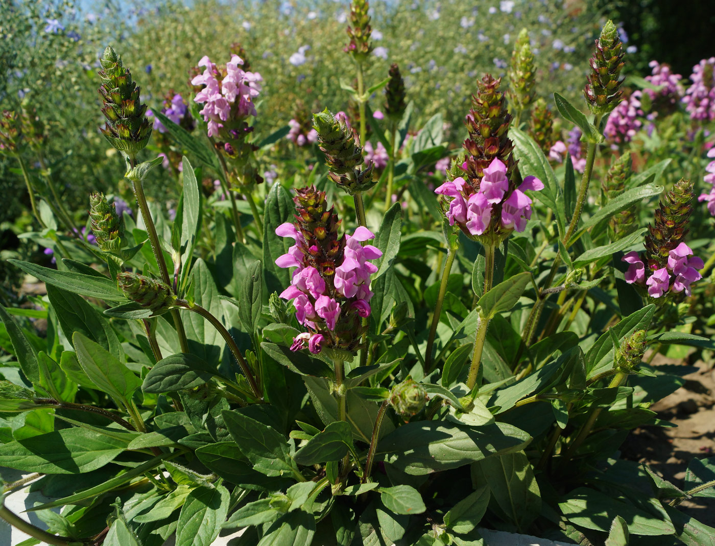 Image of Prunella grandiflora specimen.