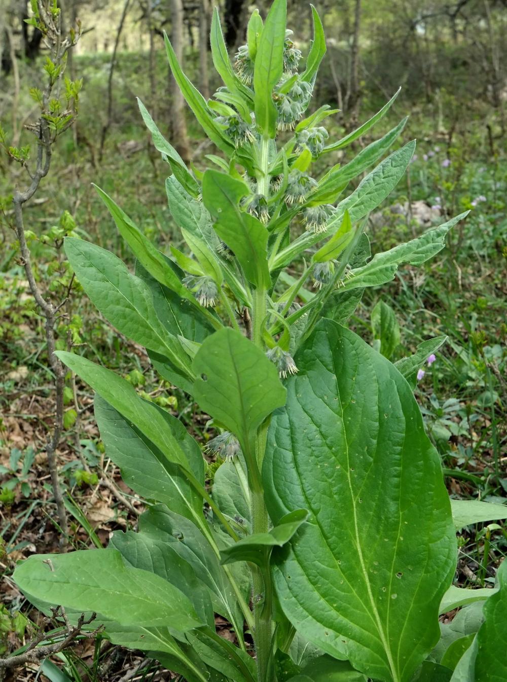 Изображение особи Solenanthus biebersteinii.