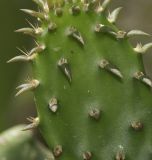 Opuntia cochenillifera