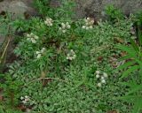 Antennaria dioica