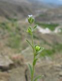 genus Lappula