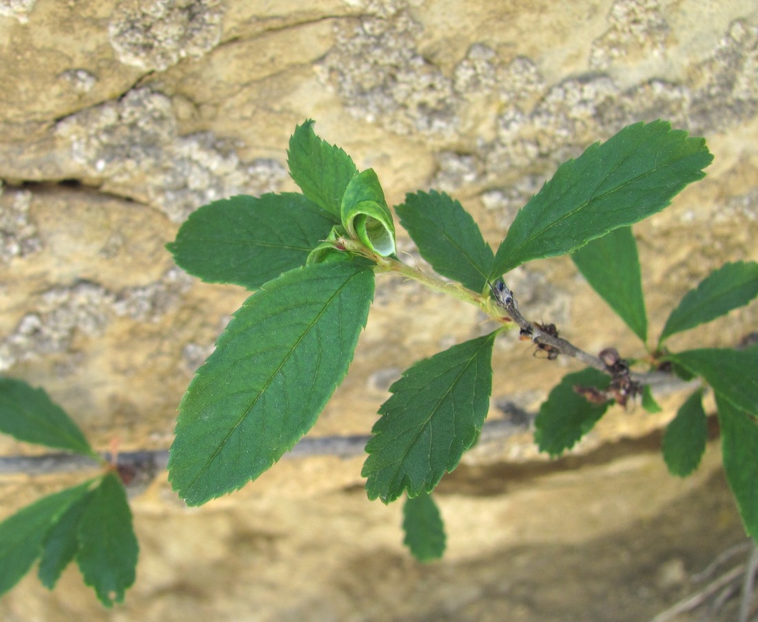 Image of Cerasus incana specimen.