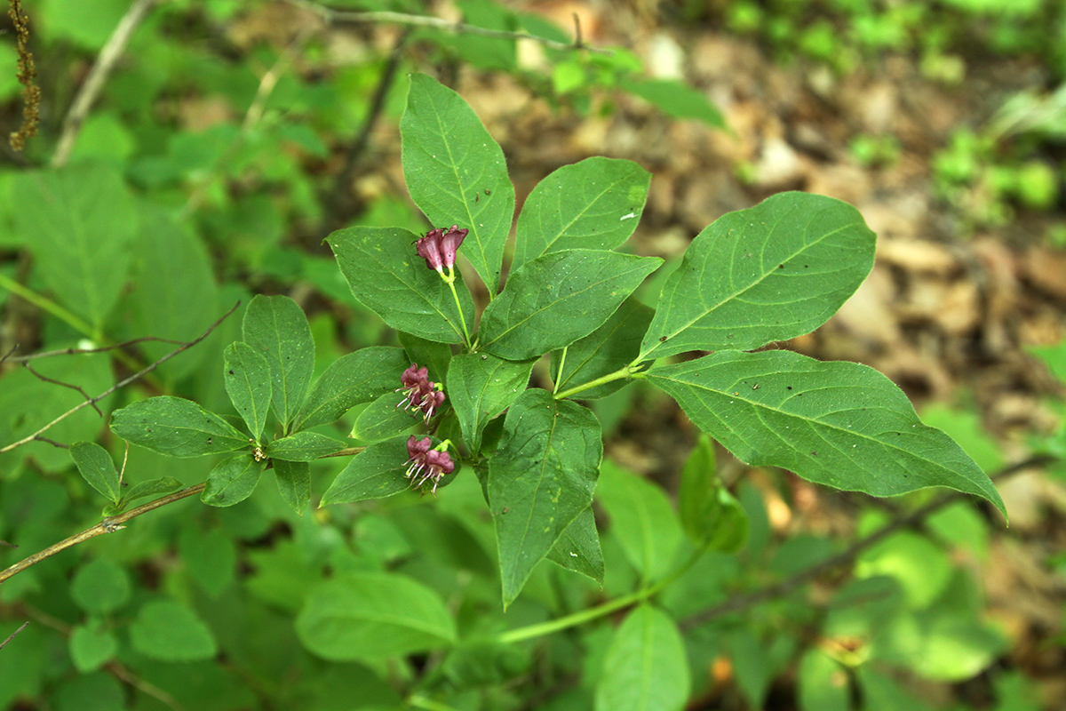 Изображение особи Lonicera maximowiczii.