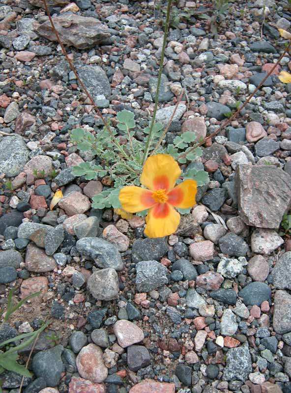 Изображение особи Glaucium squamigerum.