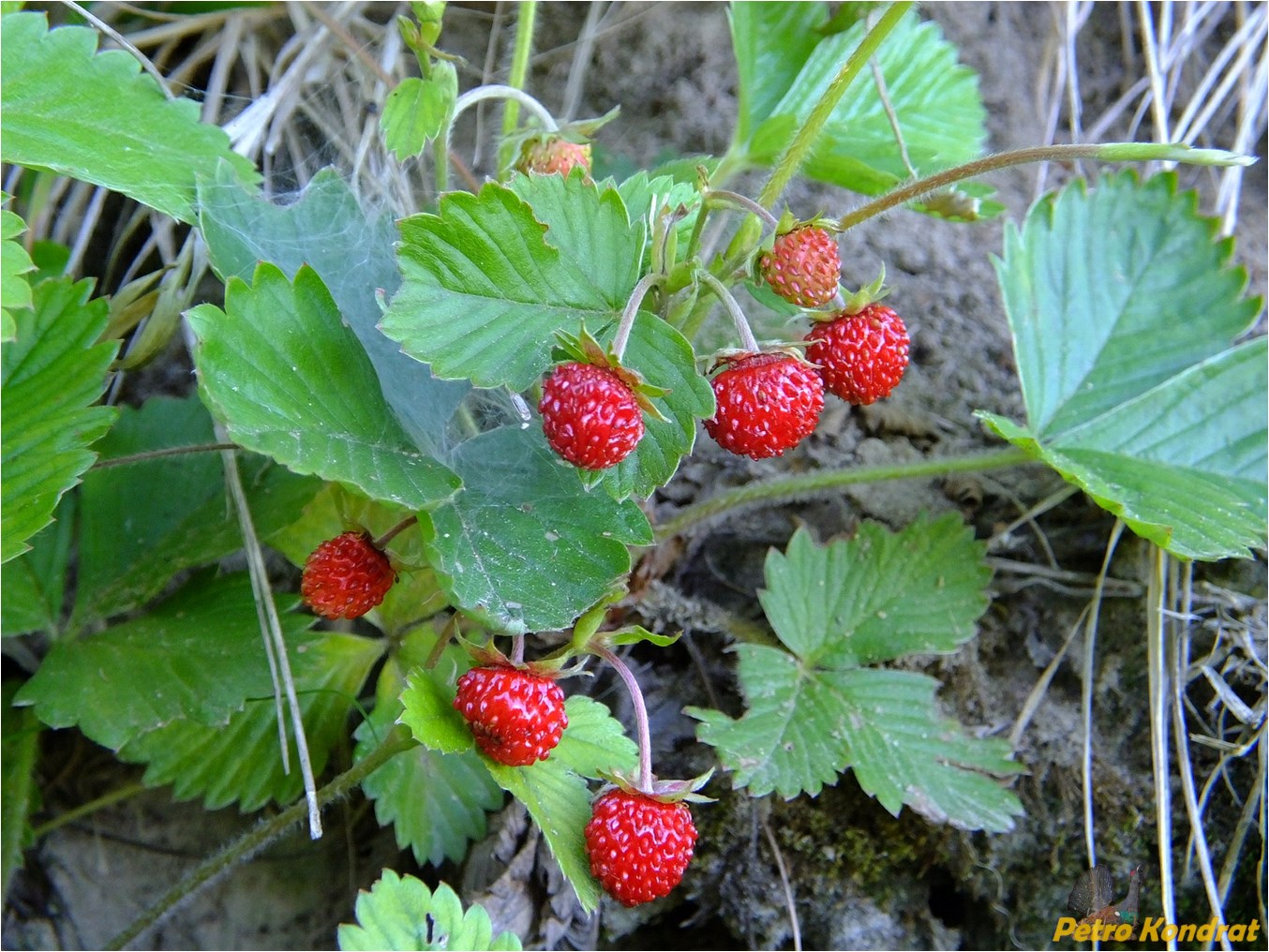 Изображение особи Fragaria vesca.