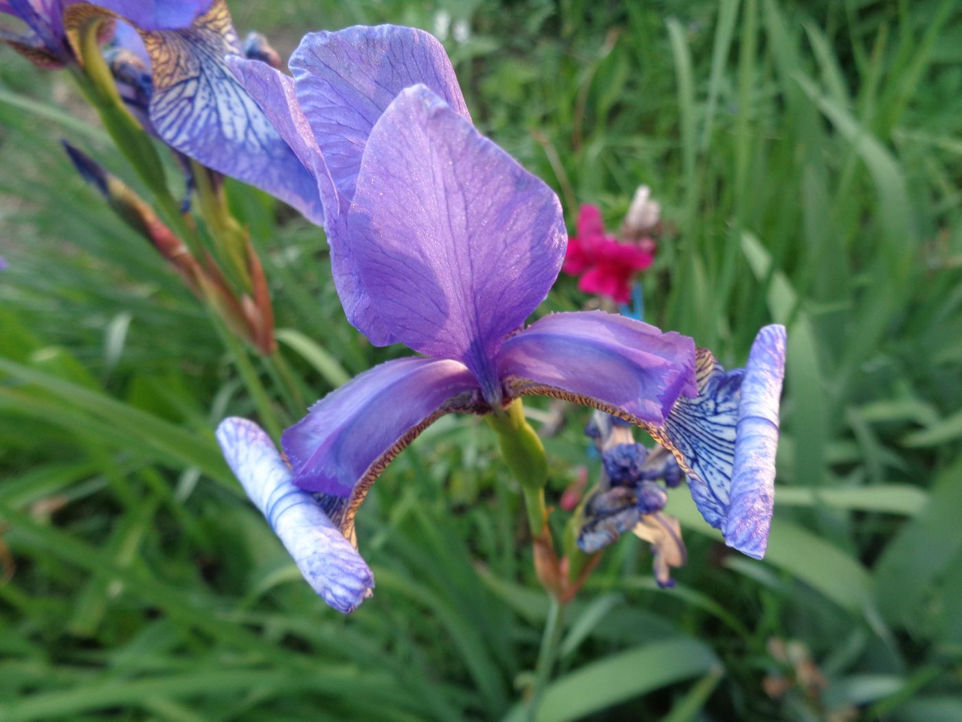 Image of Iris sanguinea specimen.