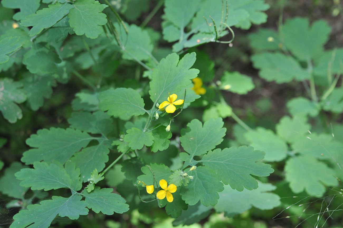 Изображение особи Chelidonium majus.