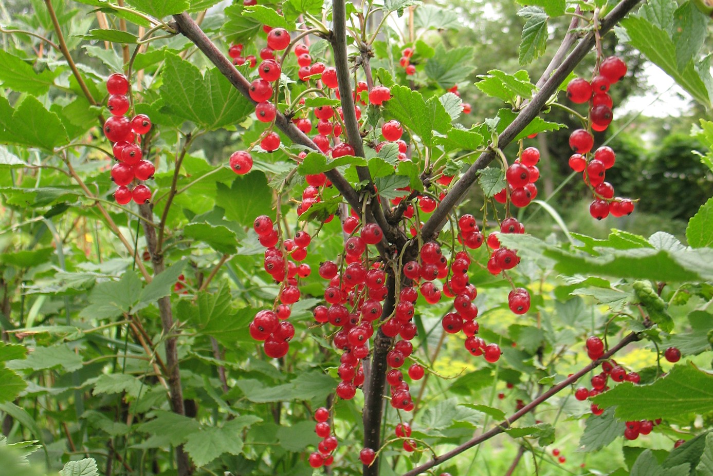 Image of Ribes rubrum specimen.