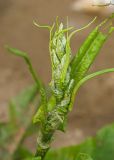 Rumex aquaticus. Верхушка растения с развивающимися соцветиями (кормятся листоблошки, предположительно из рода Aphalara). Пермский край, Верещагинский р-н, Вознесенское сельское поселение, долина р. Лысьва, песчано-галечный берег. 8 июля 2018 г.