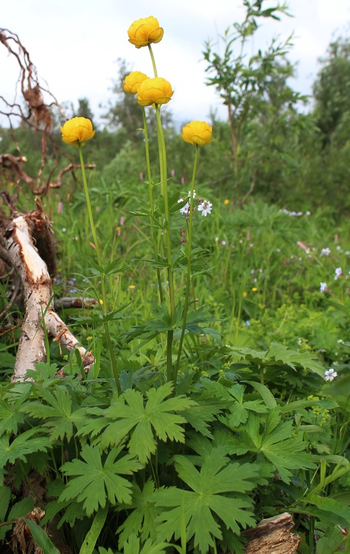 Изображение особи Trollius apertus.