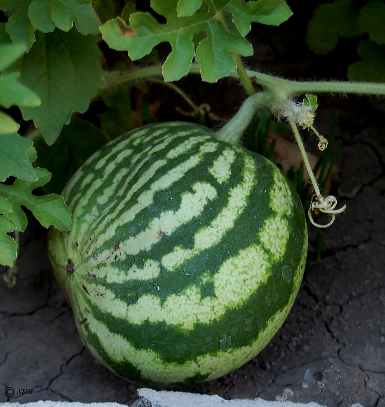 Стебель арбуза. Citrullus lanatus. Арбуз обыкновенный шерстистый. Семейство бахчевых.