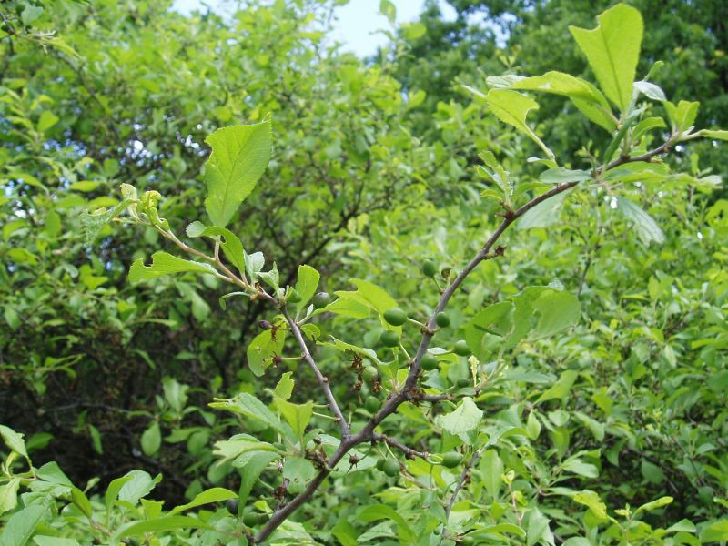 Image of Prunus stepposa specimen.