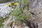 Inula ensifolia. Цветущие растения. Краснодарский край, Туапсинский р-н, окр. хут. Полковничий, щель Полковничья, скальное обнажение. 16.07.2018.