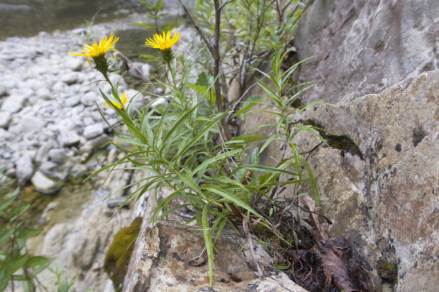 Изображение особи Inula ensifolia.