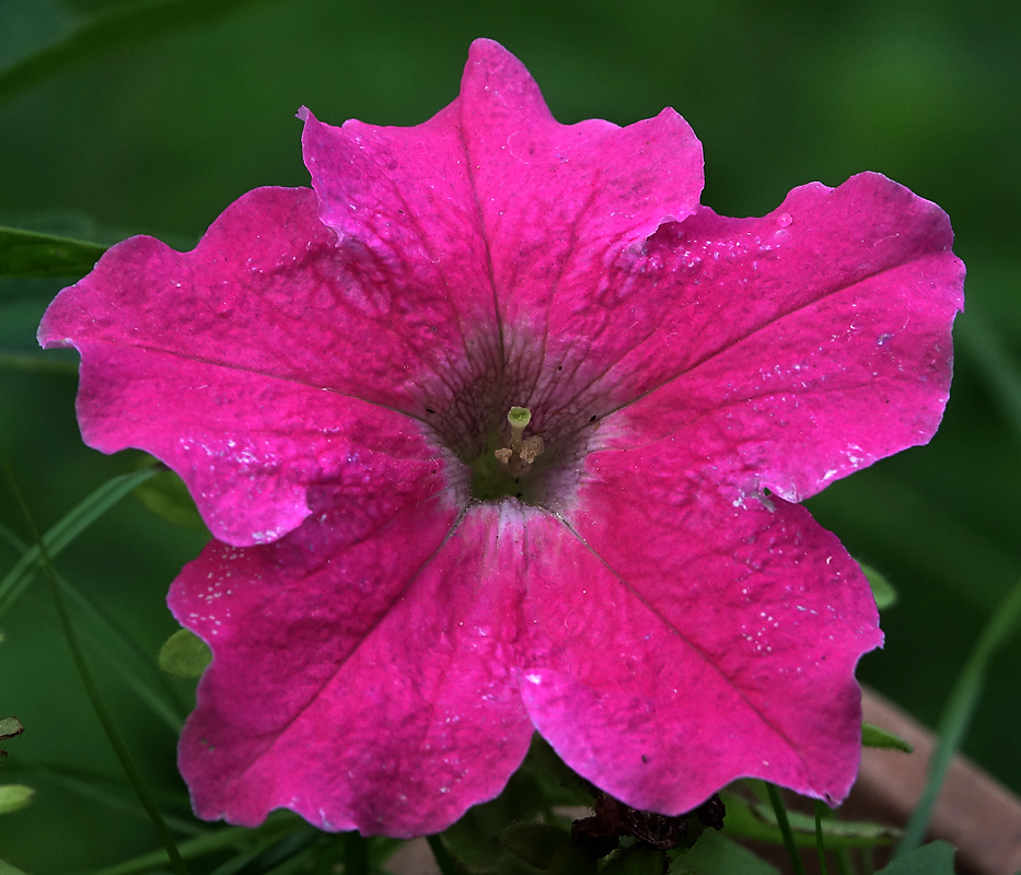 Image of Petunia × atkinsiana specimen.