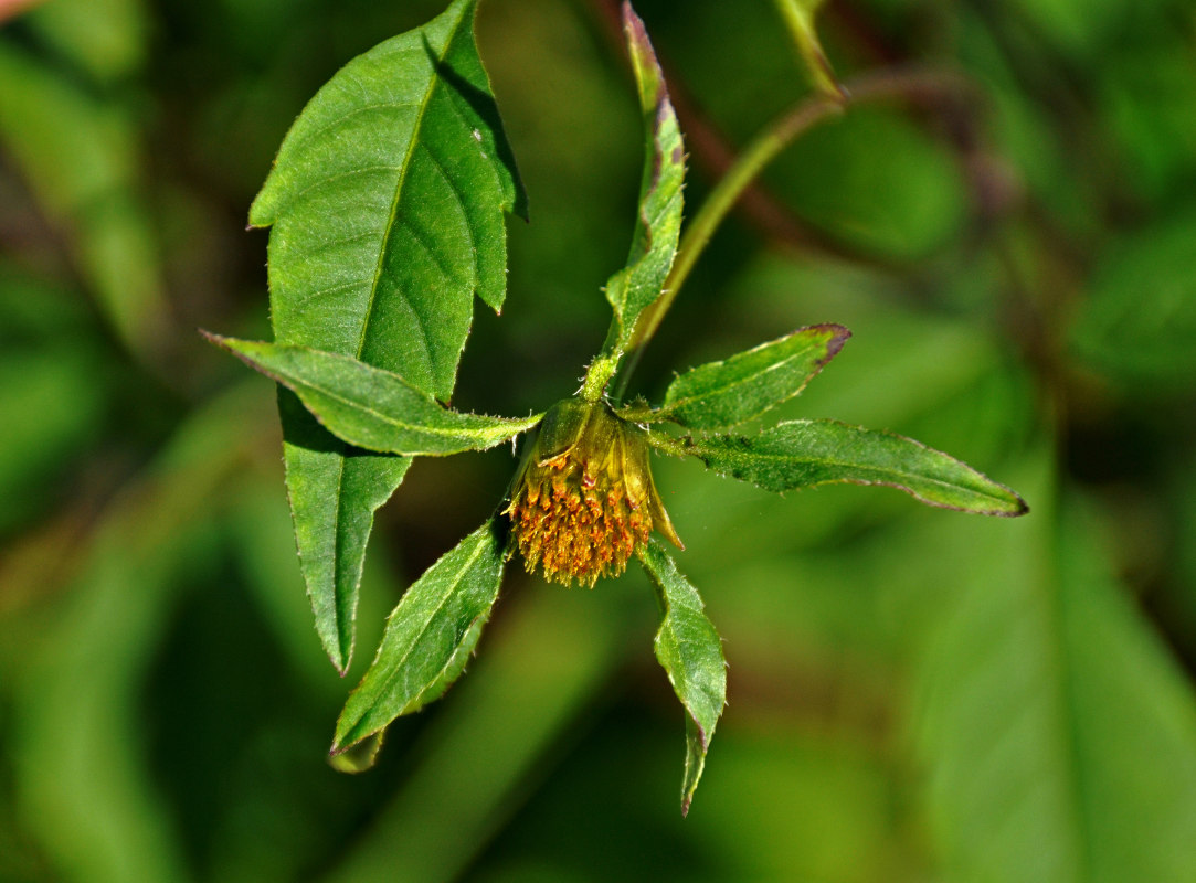 Image of Bidens frondosa specimen.