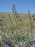Salvia canescens variety daghestanica. Отцветающие побеги. Дагестан, окр. с. Талги, степь. 15.05.2018.
