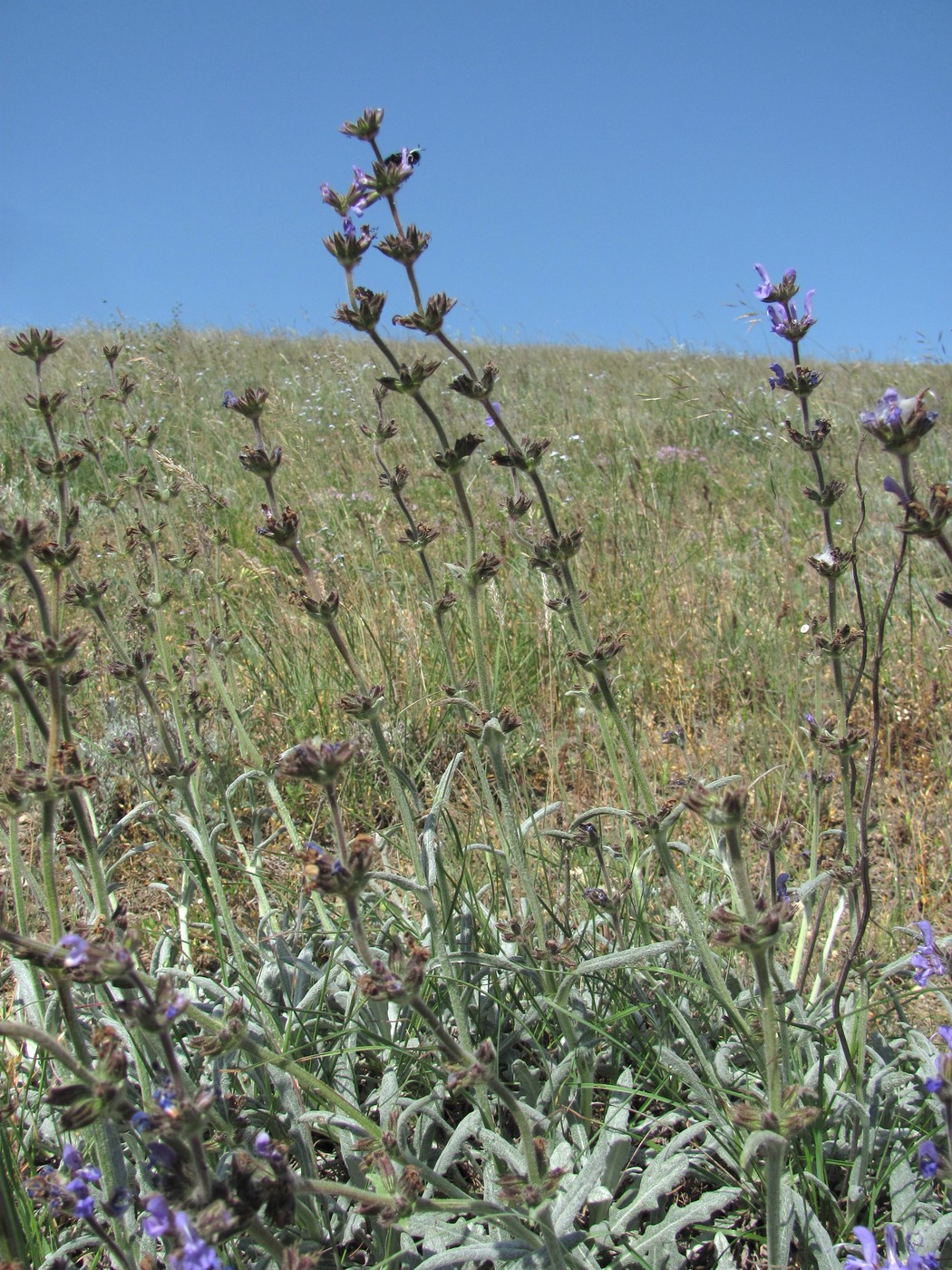 Image of Salvia canescens var. daghestanica specimen.