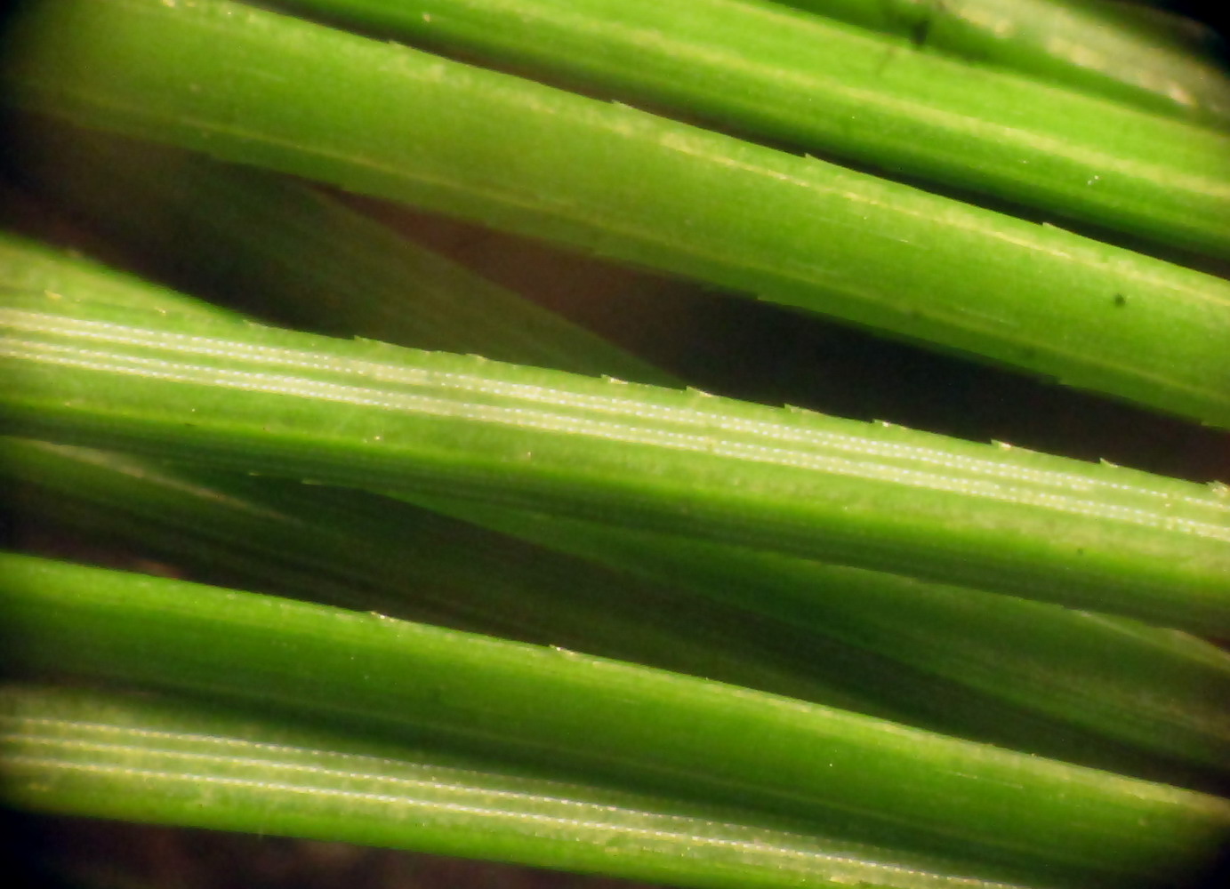 Image of Pinus sibirica specimen.