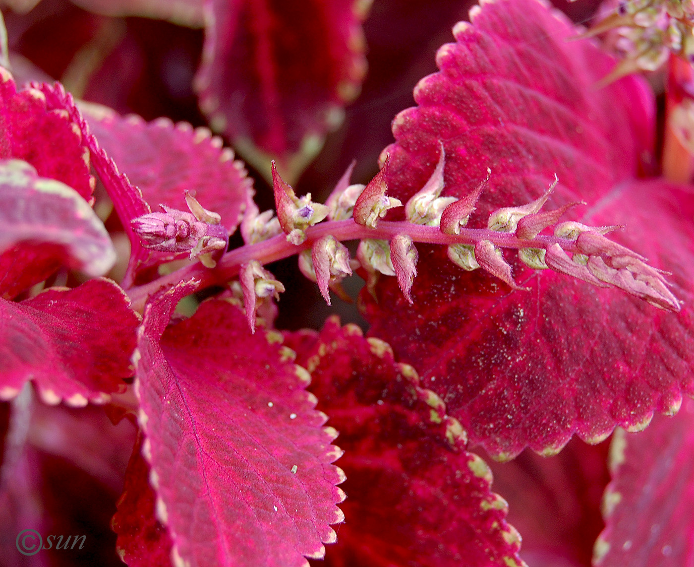 Image of Coleus scutellarioides specimen.