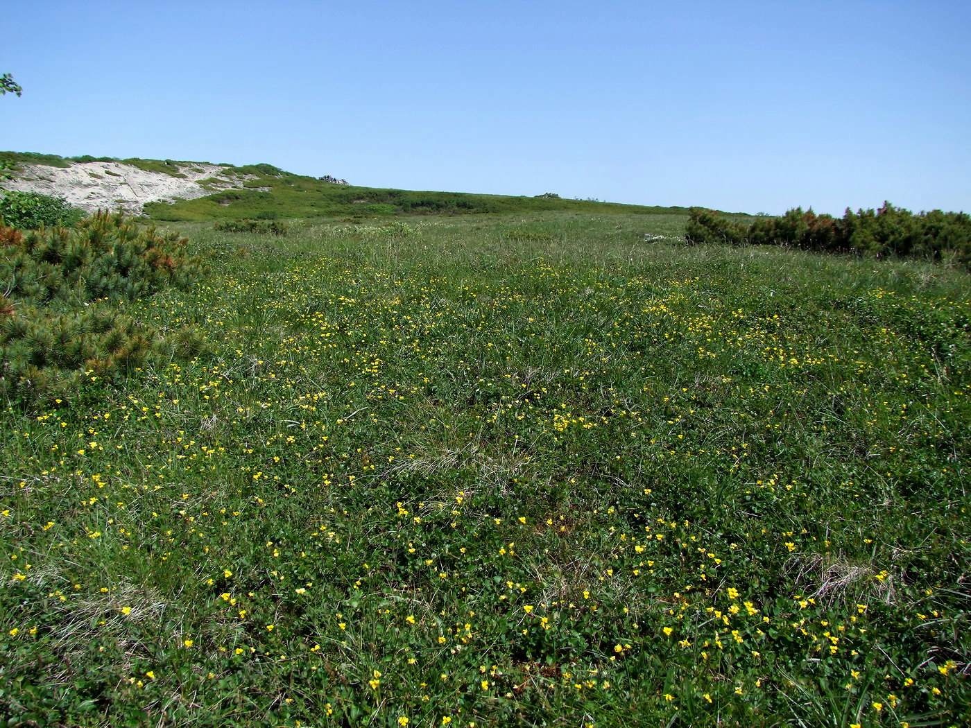 Image of Viola biflora specimen.