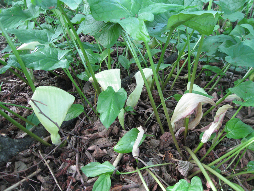 Image of Arum amoenum specimen.