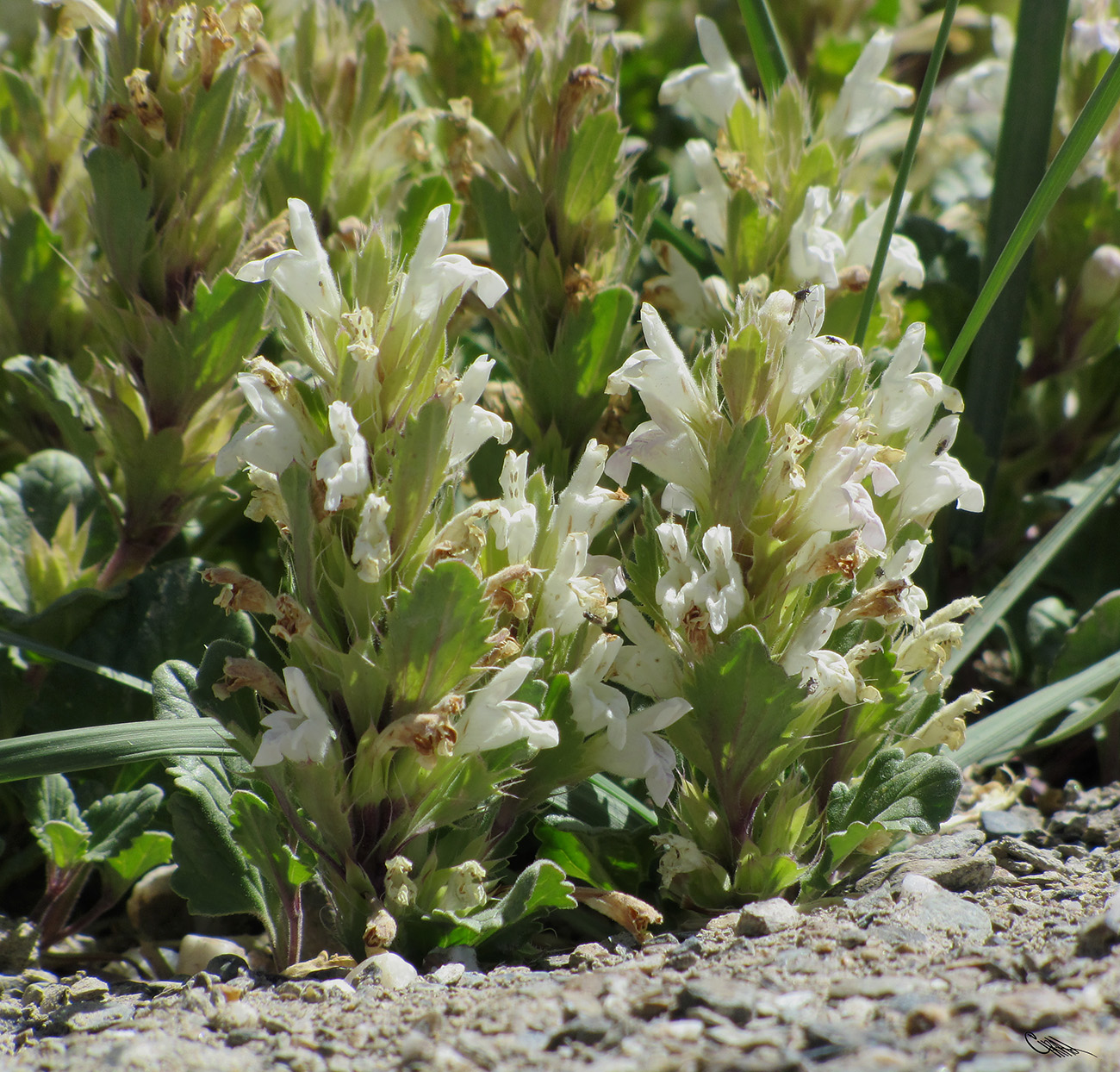 Изображение особи Dracocephalum heterophyllum.