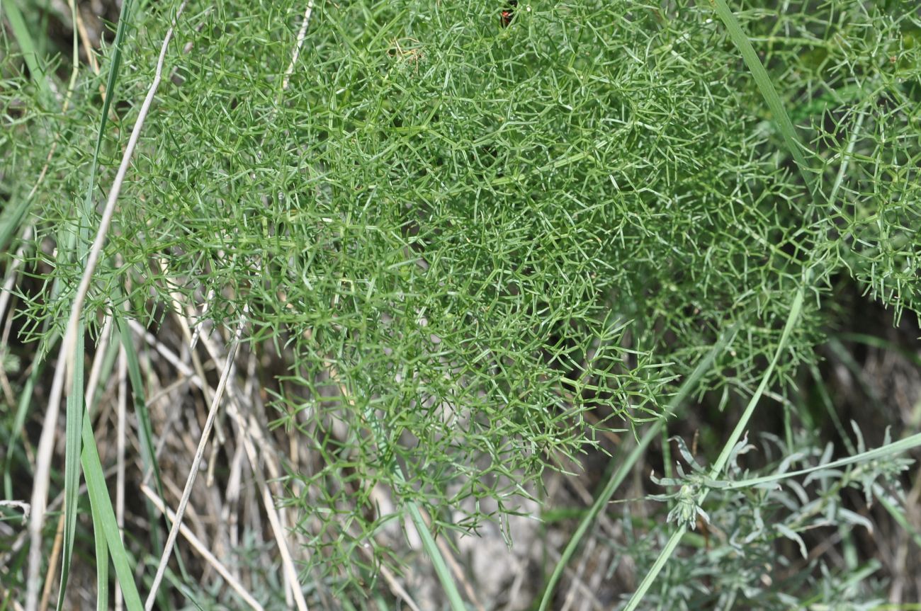 Image of Prangos ferulacea specimen.