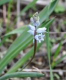 Hyacinthella millingenii