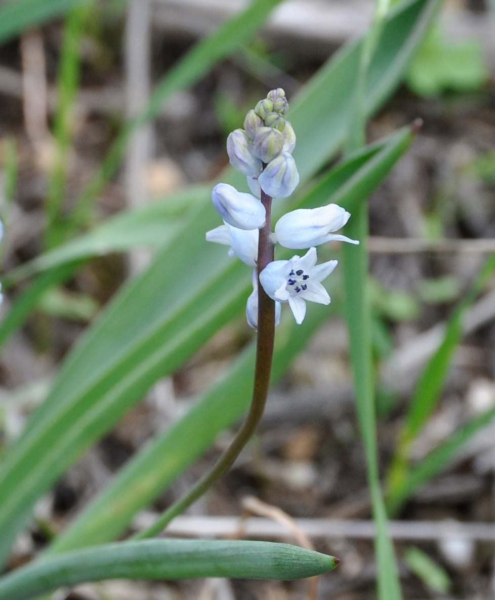 Image of Hyacinthella millingenii specimen.