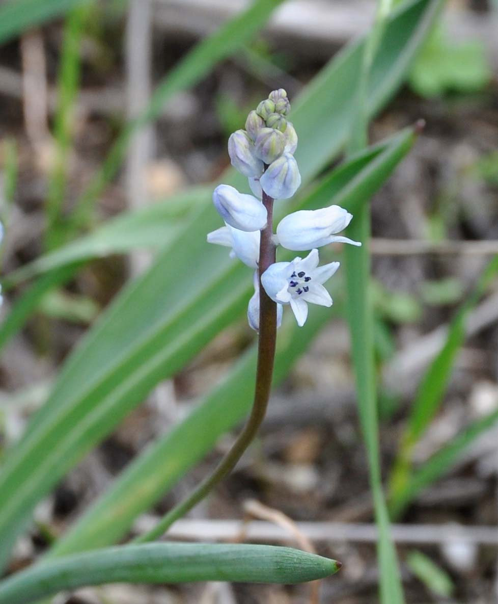 Изображение особи Hyacinthella millingenii.