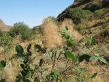Cotinus coggygria